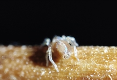 Porrhoclubiona leucaspis
