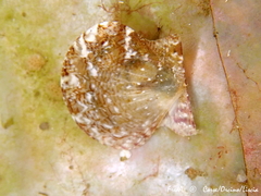 Flexopecten hyalinus