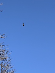 Buteo jamaicensis