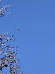 Buteo jamaicensis