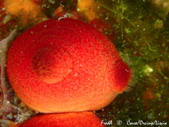 Halocynthia papillosa