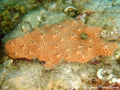 Hemimycale columella