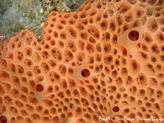 Hemimycale columella