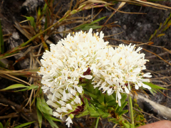 Agathosma bifida
