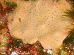 Hemimycale mediterranea