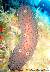Holothuria sanctori