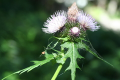 Cirsium alsophilum