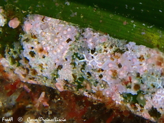 Hydrolithon farinosum