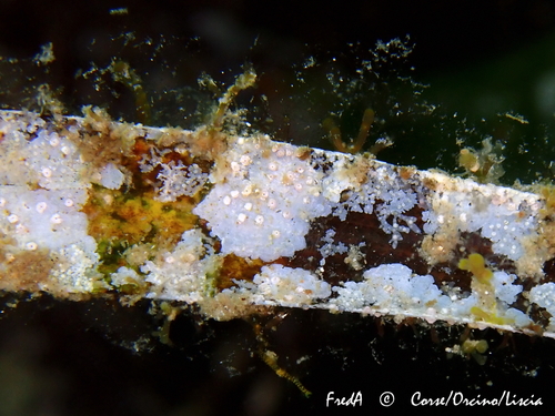 Representative image of Hydrolithon farinosum