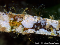 Hydrolithon farinosum