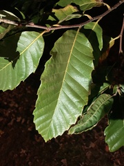 Castanea mollissima