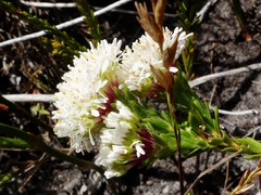 Agathosma bifida
