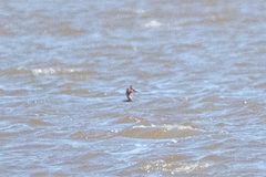 Podiceps cristatus australis