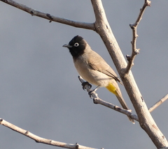 Pycnonotus xanthopygos