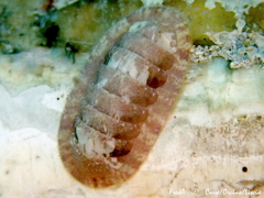 Ischnochiton rissoi