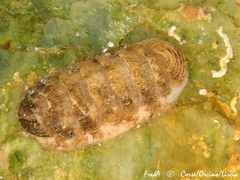 Lepidopleurus cajetanus