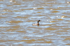 Poliocephalus rufopectus