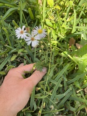 Symphyotrichum simmondsii