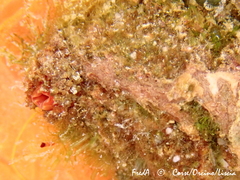 Microcosmus polymorphus