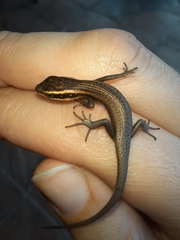 Trachylepis punctatissima