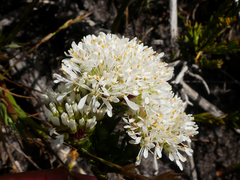 Agathosma bifida