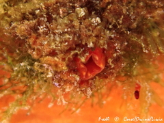 Microcosmus polymorphus