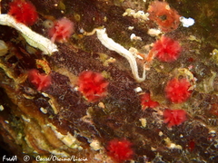 Miniacina miniacea