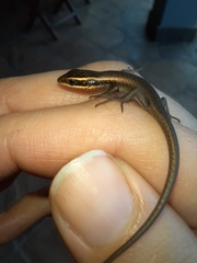 Trachylepis punctatissima