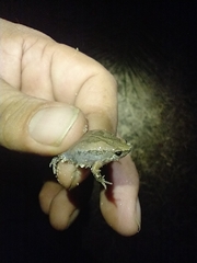 Hypopachus variolosus