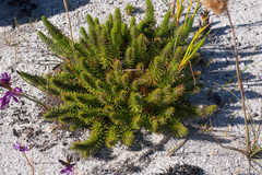 Merciera azurea