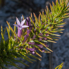 Merciera azurea
