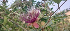 Capparis zeylanica