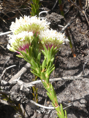 Agathosma bifida