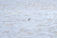 Podiceps cristatus australis