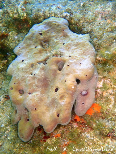 Stony Sponge, photo 5 of 10