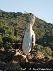 Gulosus aristotelis desmarestii