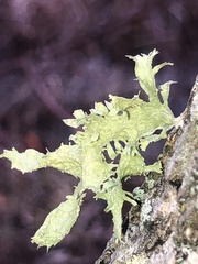 Ramalina sinensis