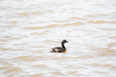 Poliocephalus rufopectus