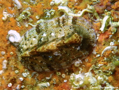 Rhyssoplax olivacea