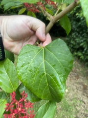 Cissus erosa