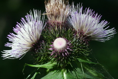 Cirsium alsophilum