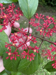 Cissus erosa