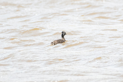 Poliocephalus poliocephalus