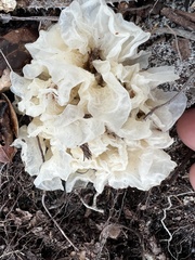 Tremella fuciformis