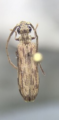 Tenomerga cinerea