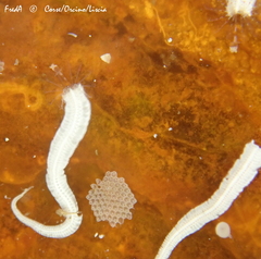 Spirobranchus triqueter