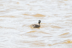 Poliocephalus poliocephalus