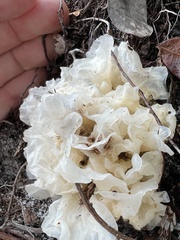 Tremella fuciformis