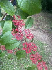 Cissus erosa