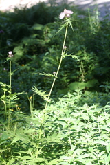 Cirsium alsophilum